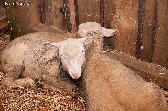 Święto miłości - błogosłowionych chwil w gronie rodzinnym. Wigilia pod Ratuszem