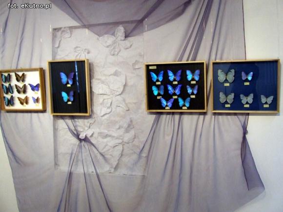 Zobacz motyle Morfidy  i największego chrząszcza świata. Zapraszamy do Muzeum