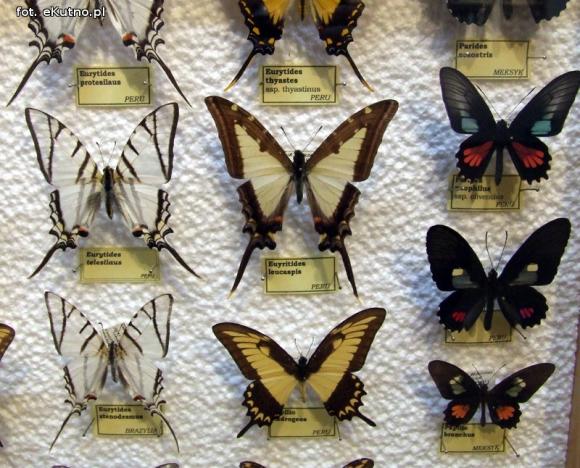 Zobacz motyle Morfidy  i największego chrząszcza świata. Zapraszamy do Muzeum