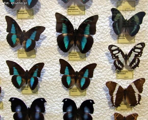 Zobacz motyle Morfidy  i największego chrząszcza świata. Zapraszamy do Muzeum