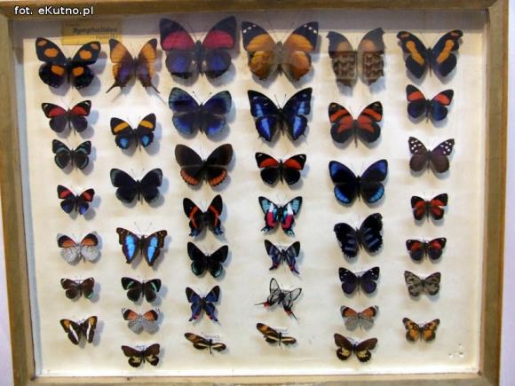Zobacz motyle Morfidy  i największego chrząszcza świata. Zapraszamy do Muzeum