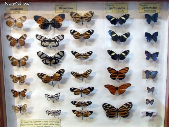 Zobacz motyle Morfidy  i największego chrząszcza świata. Zapraszamy do Muzeum