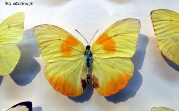 Zobacz motyle Morfidy  i największego chrząszcza świata. Zapraszamy do Muzeum