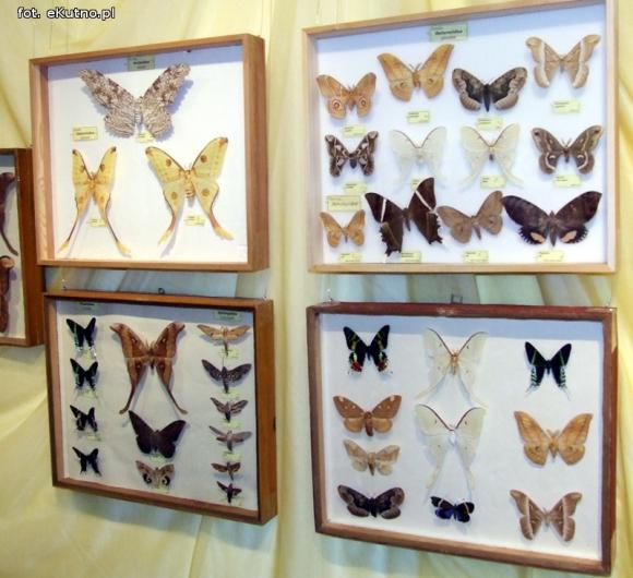 Zobacz motyle Morfidy  i największego chrząszcza świata. Zapraszamy do Muzeum