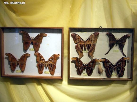 Zobacz motyle Morfidy  i największego chrząszcza świata. Zapraszamy do Muzeum