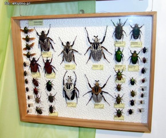 Zobacz motyle Morfidy  i największego chrząszcza świata. Zapraszamy do Muzeum