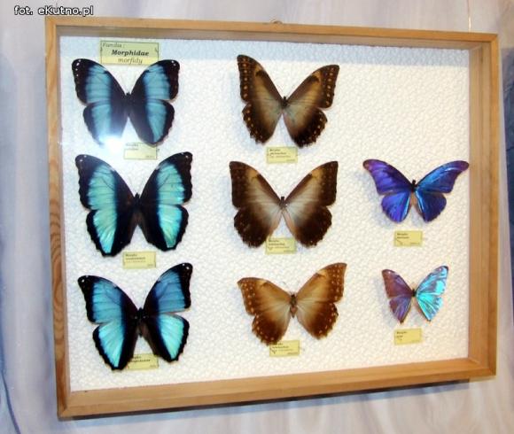 Zobacz motyle Morfidy  i największego chrząszcza świata. Zapraszamy do Muzeum