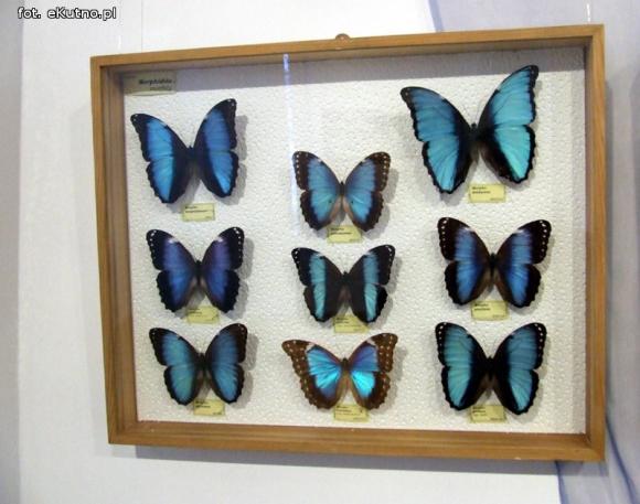 Zobacz motyle Morfidy  i największego chrząszcza świata. Zapraszamy do Muzeum