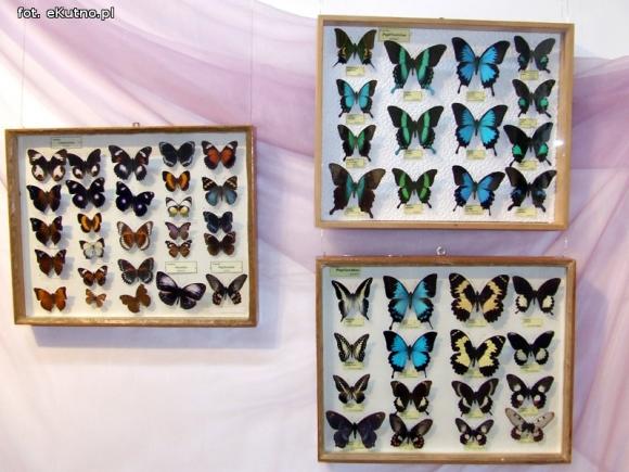 Zobacz motyle Morfidy  i największego chrząszcza świata. Zapraszamy do Muzeum