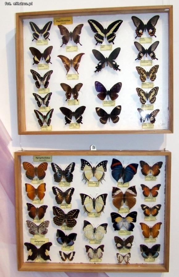 Zobacz motyle Morfidy  i największego chrząszcza świata. Zapraszamy do Muzeum