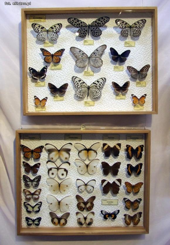 Zobacz motyle Morfidy  i największego chrząszcza świata. Zapraszamy do Muzeum