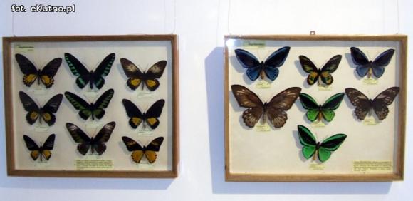 Zobacz motyle Morfidy  i największego chrząszcza świata. Zapraszamy do Muzeum