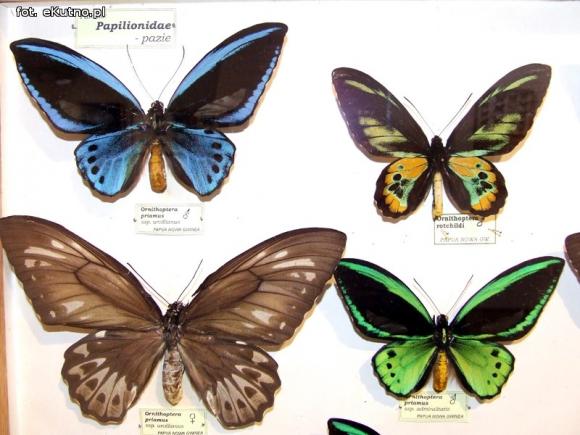 Zobacz motyle Morfidy  i największego chrząszcza świata. Zapraszamy do Muzeum