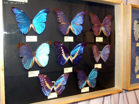 Zobacz motyle Morfidy  i największego chrząszcza świata. Zapraszamy do Muzeum