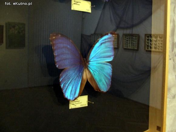 Zobacz motyle Morfidy  i największego chrząszcza świata. Zapraszamy do Muzeum