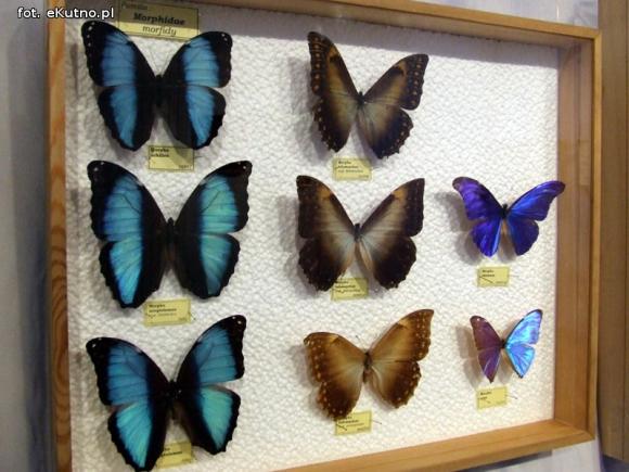 Zobacz motyle Morfidy  i największego chrząszcza świata. Zapraszamy do Muzeum