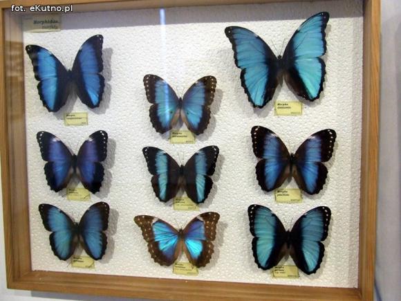 Zobacz motyle Morfidy  i największego chrząszcza świata. Zapraszamy do Muzeum