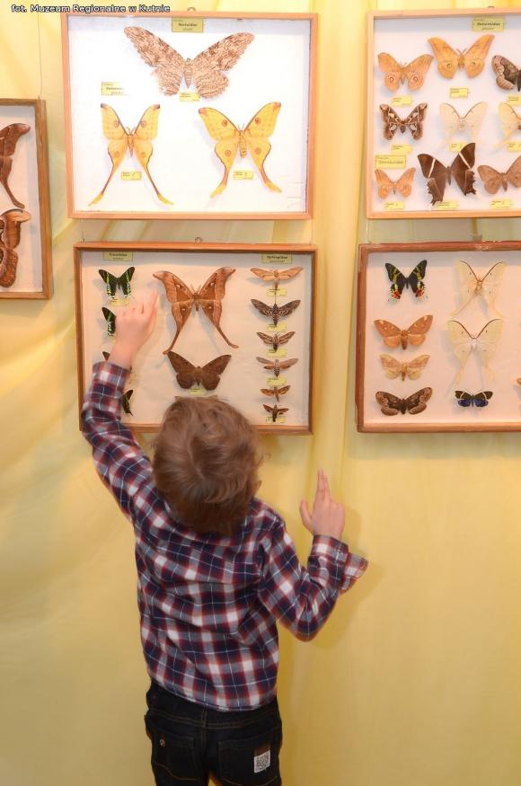 Latające kwiaty. Poznawali życie motyli podczas Rodzinnej Niedzieli w Muzeum