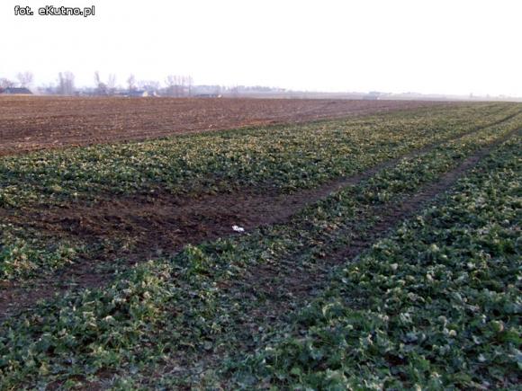 Wylewy odpadów na pola zagrożeniem dla środowiska