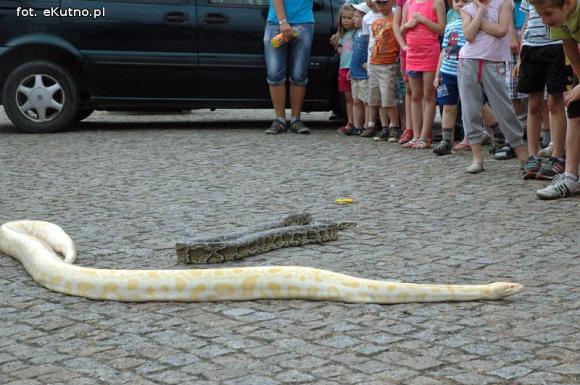 Lena, Aleksander i Kalif wiły się w rękach kutnian