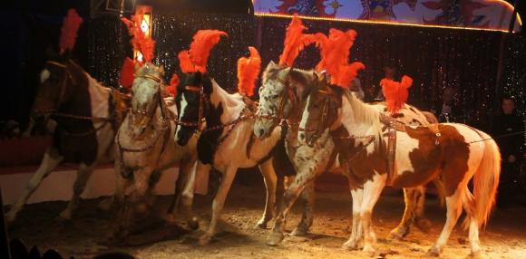 Wygrali rodzinne bilety do Cyrku Safari