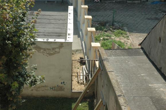 Pieskie życie w Kutnie. Komu zginął piesek?