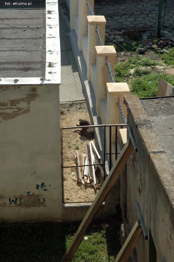 Pieskie życie w Kutnie. Komu zginął piesek?