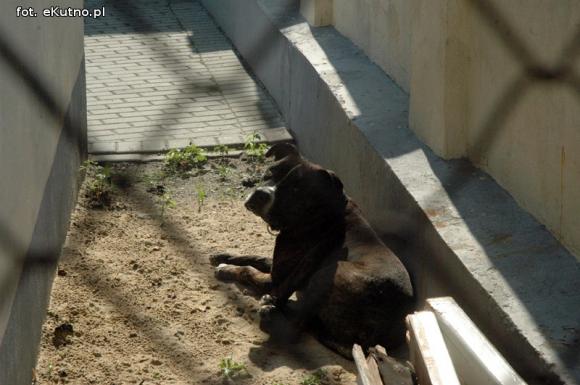 Pieskie życie w Kutnie. Komu zginął piesek?