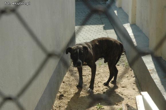 Pieskie życie w Kutnie. Komu zginął piesek?