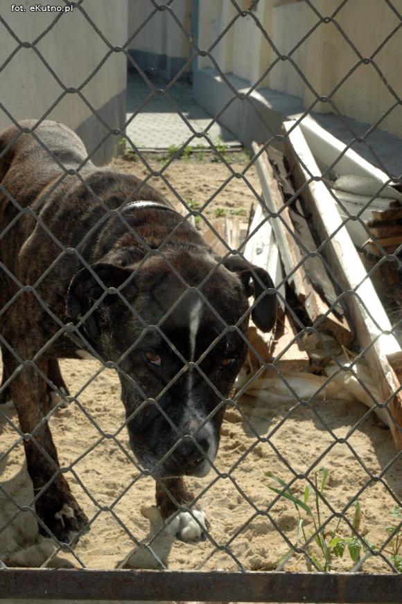 Pieskie życie w Kutnie. Komu zginął piesek?