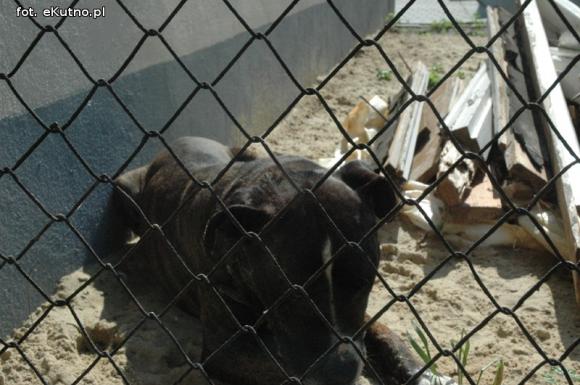 Pieskie życie w Kutnie. Komu zginął piesek?