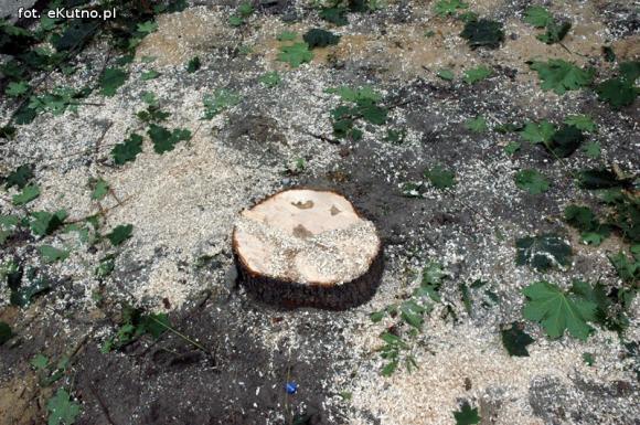 Czytelnicy piszą: Na Kilińskiego wycinają zdrowe drzewa