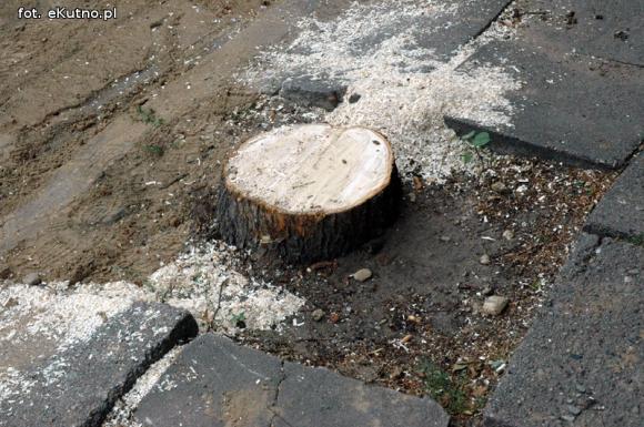 Czytelnicy piszą: Na Kilińskiego wycinają zdrowe drzewa