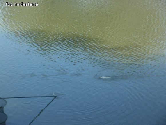 Wczoraj odbyła się druga runda Kutnowskiej Ligi Wędkarskiej