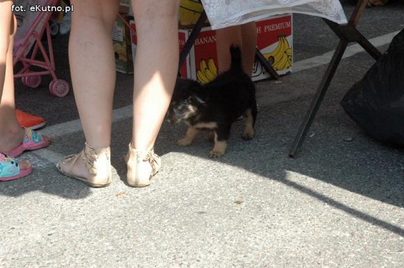 Odpust w święto patrona ubogich, piekarzy, kucharzy i bibliotekarzy
