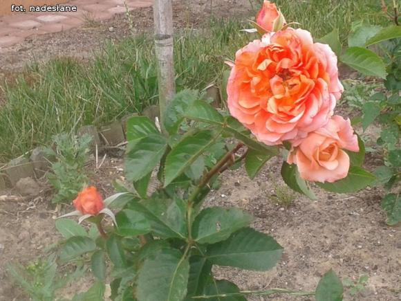 W nagrodę pojadą do ogrodu różanego w Forst