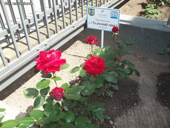 W nagrodę pojadą do ogrodu różanego w Forst