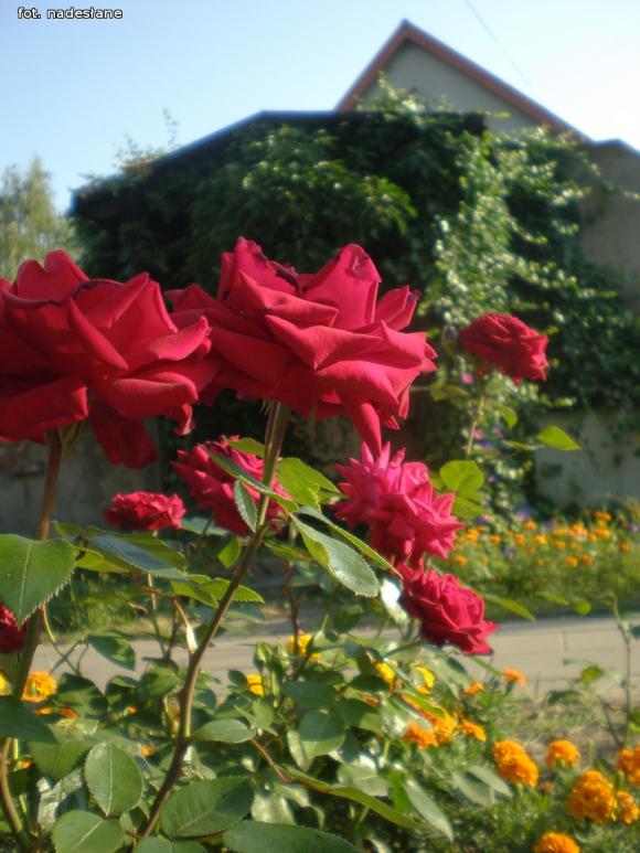 W nagrodę pojadą do ogrodu różanego w Forst