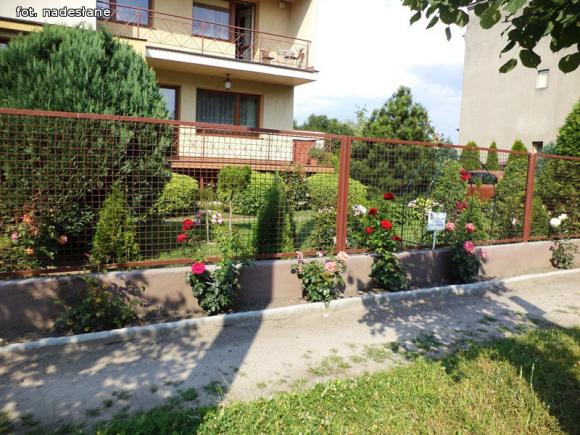 W nagrodę pojadą do ogrodu różanego w Forst