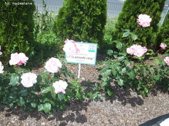 W nagrodę pojadą do ogrodu różanego w Forst