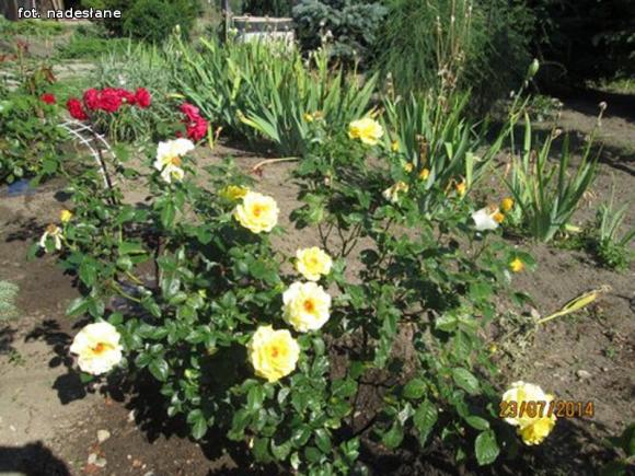 W nagrodę pojadą do ogrodu różanego w Forst