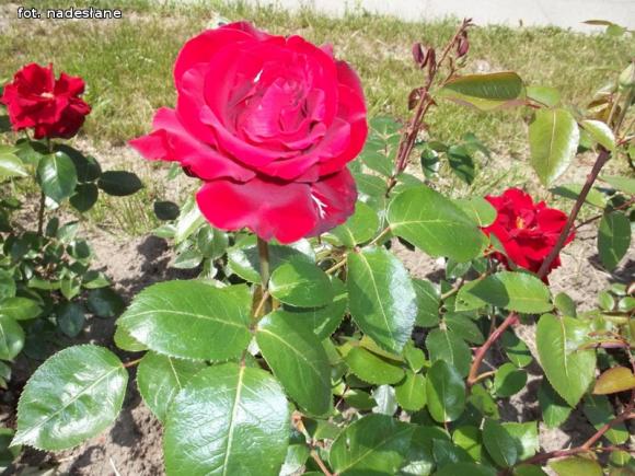 W nagrodę pojadą do ogrodu różanego w Forst