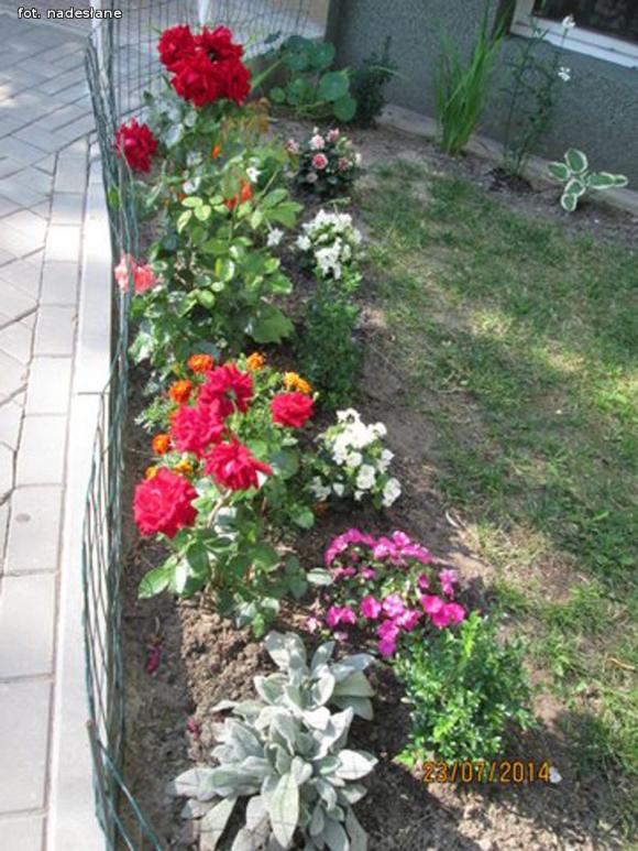 W nagrodę pojadą do ogrodu różanego w Forst