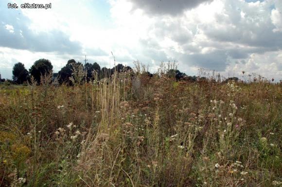 Zielone tereny zaniedbane w Kutnie cz.1.