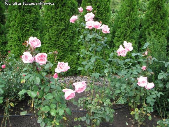 W nagrodę pojechali do Wschodnioniemieckiego Ogrodu Różanego
