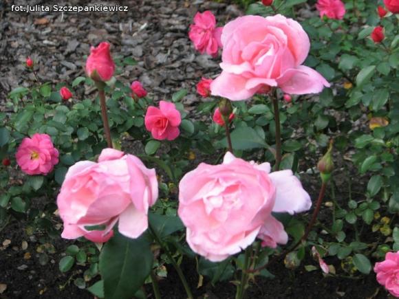 W nagrodę pojechali do Wschodnioniemieckiego Ogrodu Różanego