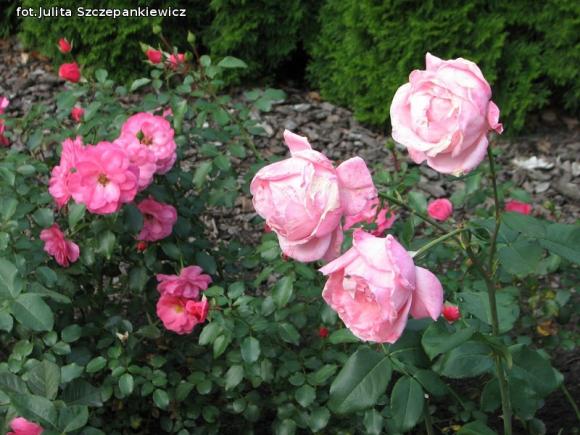 W nagrodę pojechali do Wschodnioniemieckiego Ogrodu Różanego