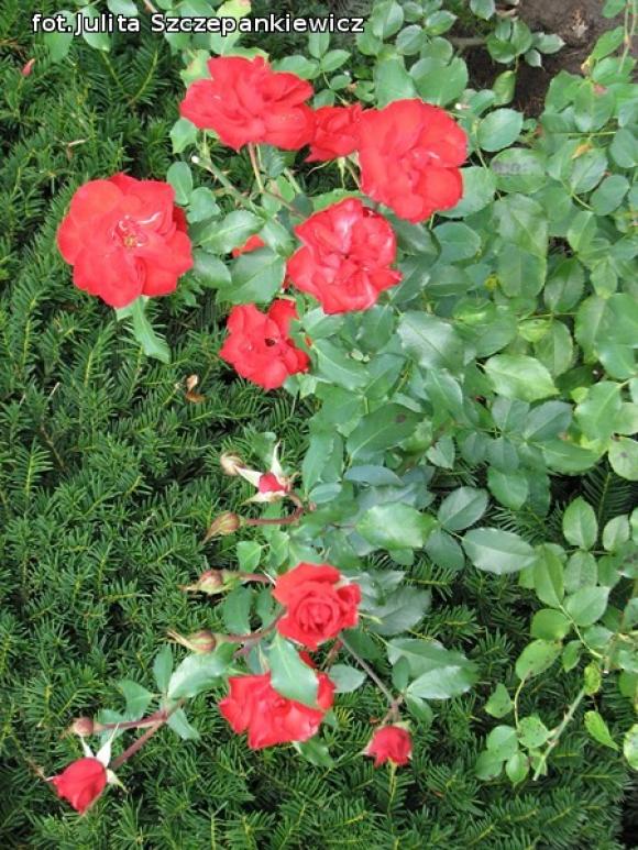 W nagrodę pojechali do Wschodnioniemieckiego Ogrodu Różanego