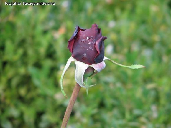 W nagrodę pojechali do Wschodnioniemieckiego Ogrodu Różanego