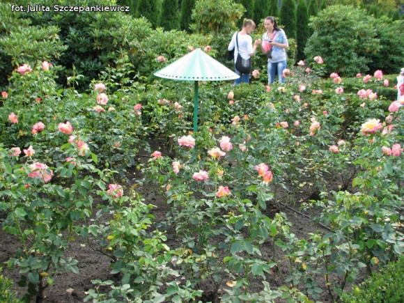W nagrodę pojechali do Wschodnioniemieckiego Ogrodu Różanego